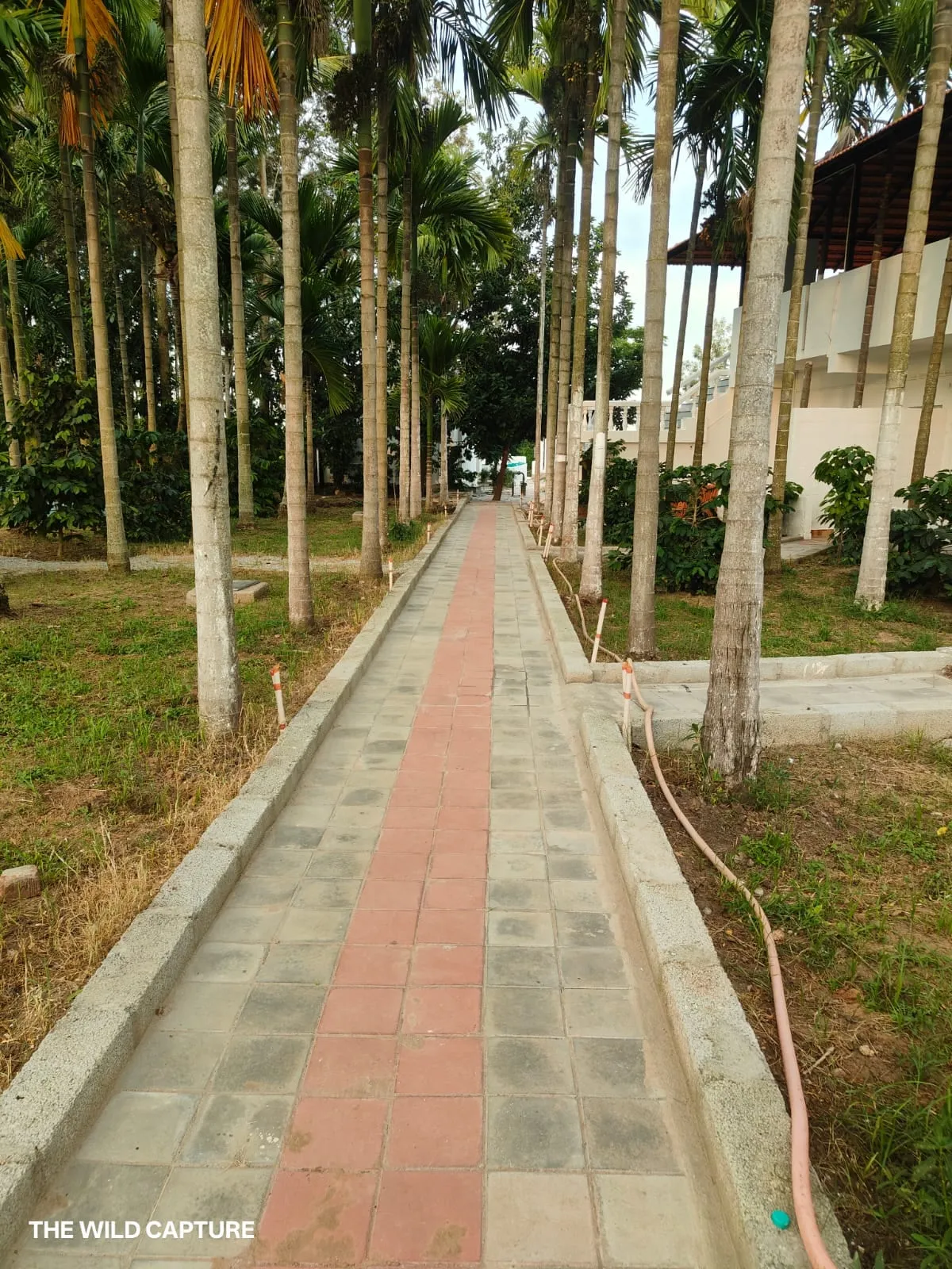 Paved walkway running between rows of arecanut palms and coffee plants